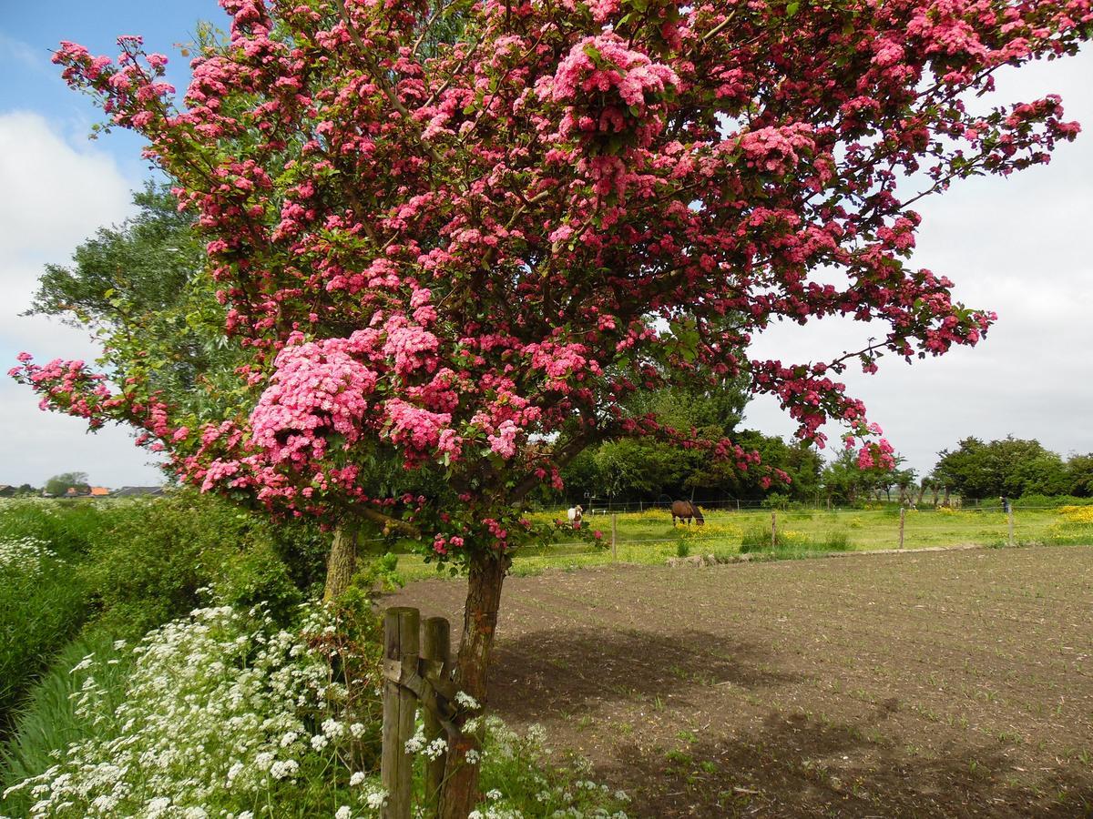 Gastenverblijven boerderij Het Driespan Middelburg Buitenkant foto